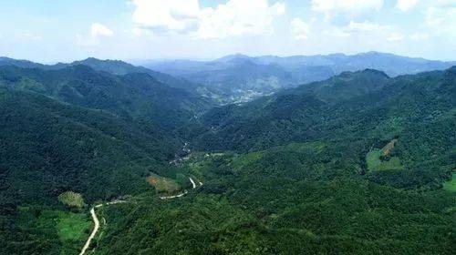 四川广安邻水县老龙洞高山农村 源自纯净,甜蜜的健康之选_蜂蜜_蜜蜂
