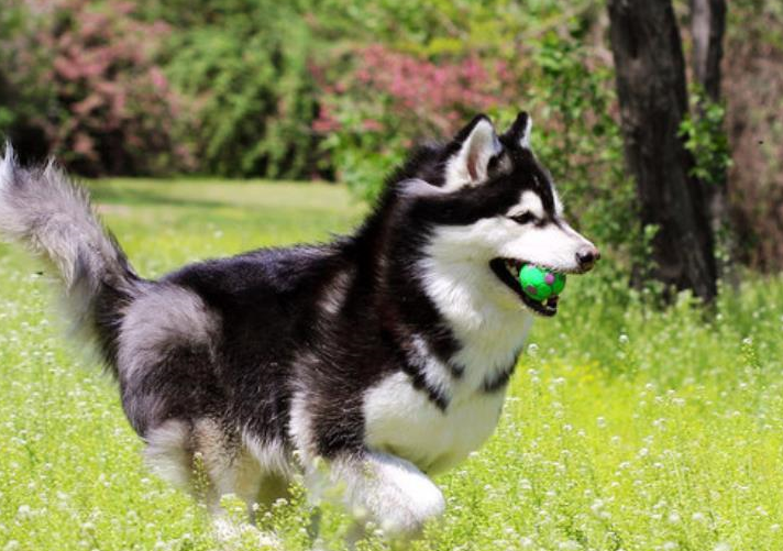 对于波音达猎犬,你了解多少呐?_猎物_指示_英国