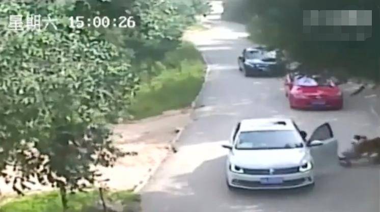 2016年"八达岭老虎咬人案",幸存者索赔156万,称:索