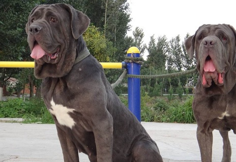 世界上攻击性最强的烈性犬种,藏獒不惜落榜,第一名大家很熟悉!