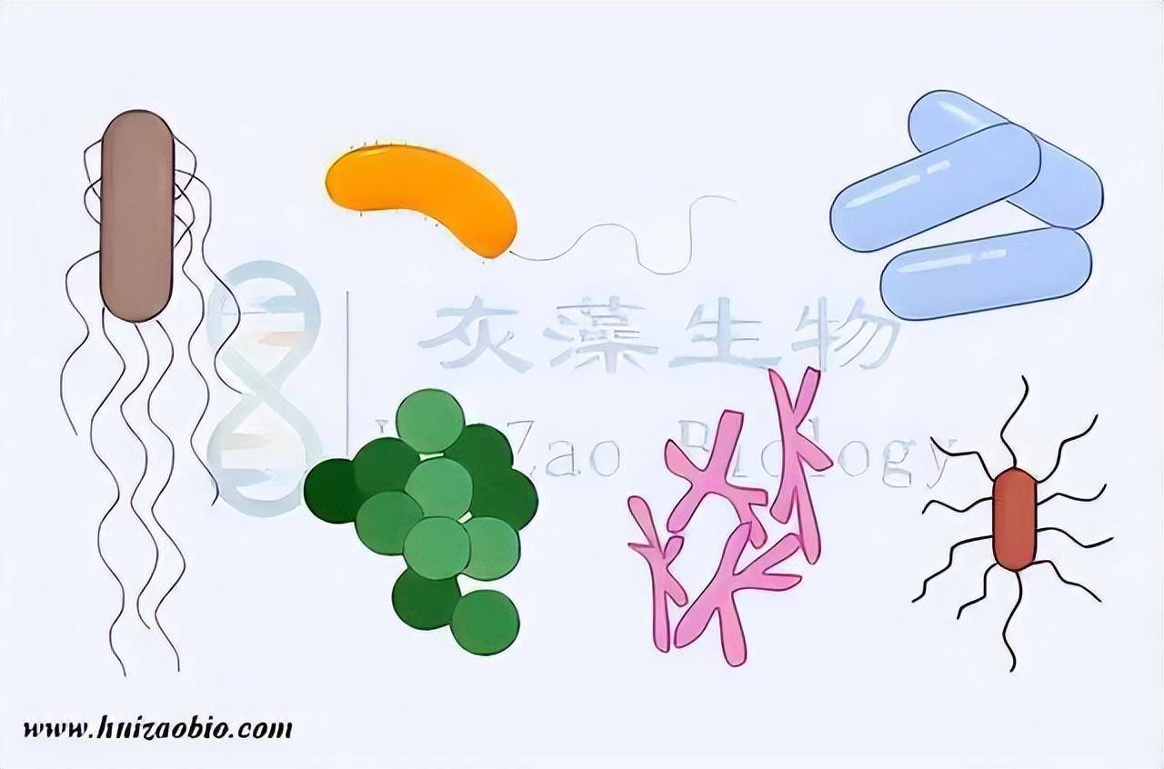 细菌培养报告单图片