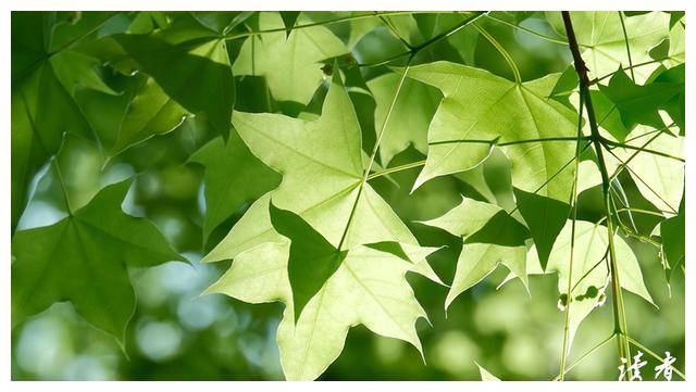 谢楠_吴京_质疑