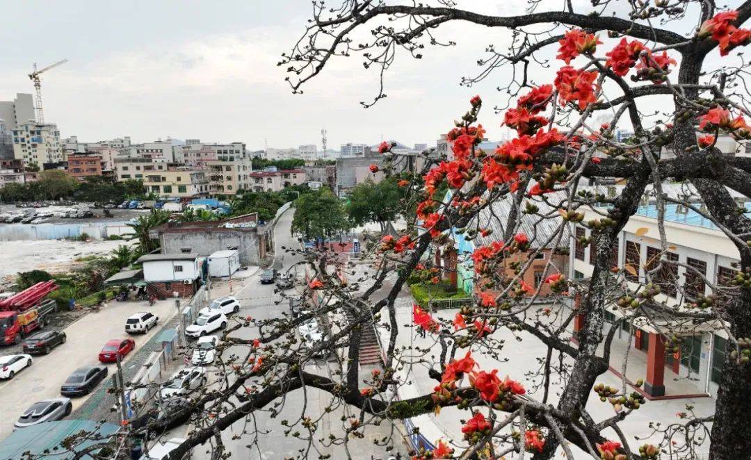 东莞大岭山红了_摄影_黄运生_地点