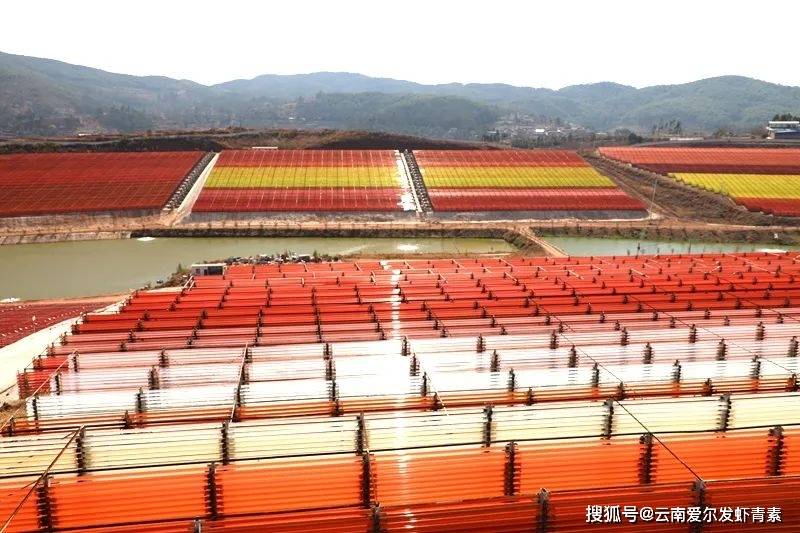 楚雄雨生红球藻——云南新时代的"金山银山"_青素_技术_研究