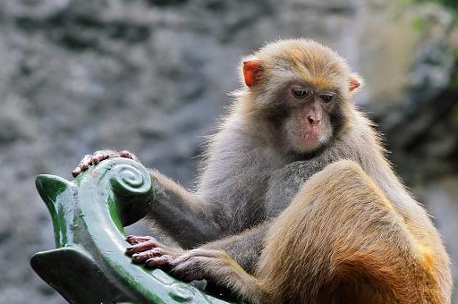 关于猕猴生物学基础知识,猕猴的饲养,带你简单的了解一下_群体_地区
