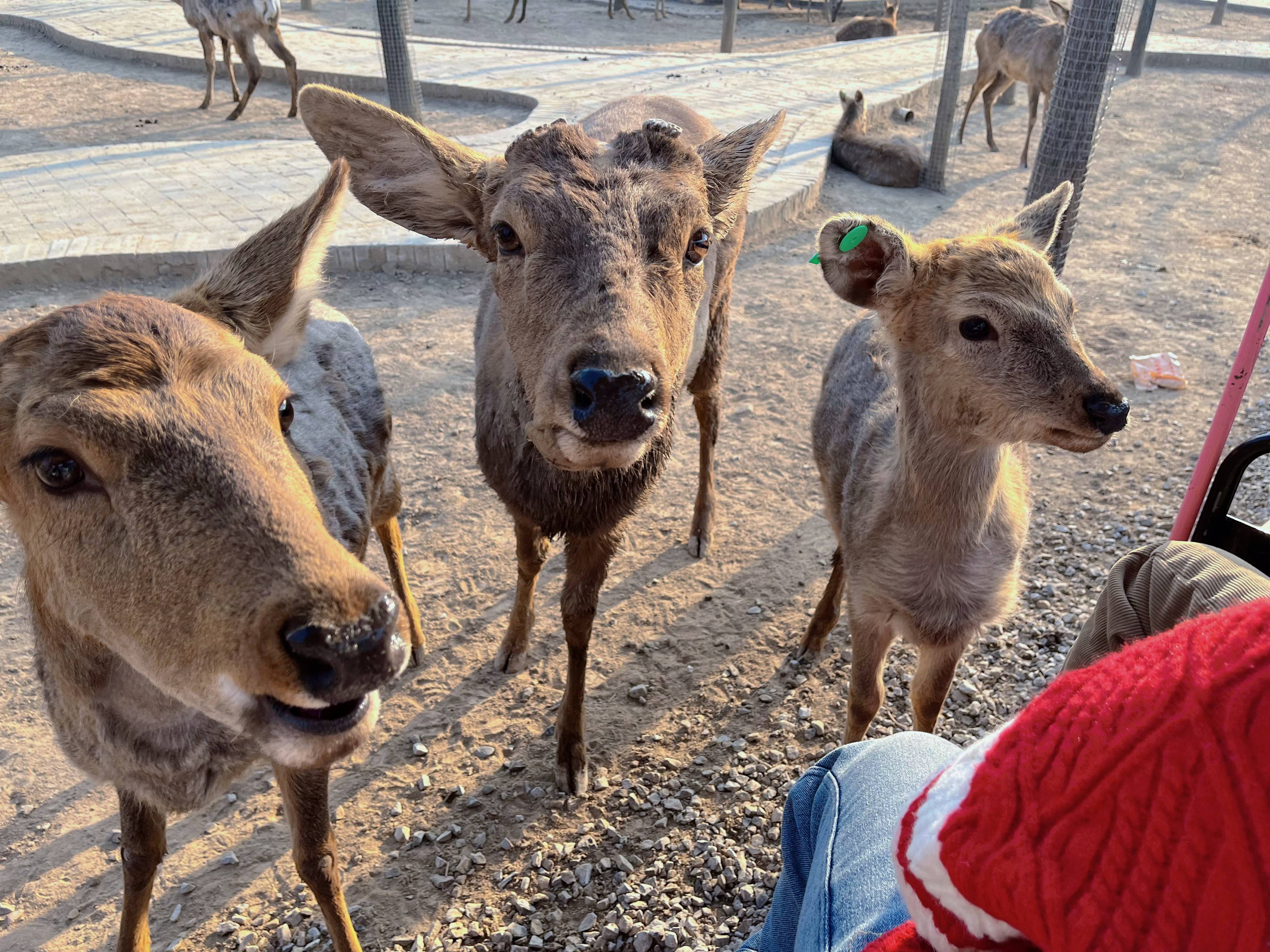 龙腾福跃 寻龙诀 与蒙迪欧新年游袁家村_篝火_一家人_动物园