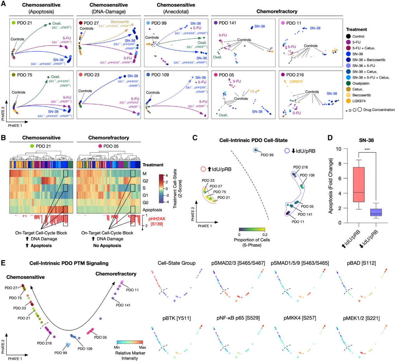 患者源类器官建模揭示肠癌化疗"保护伞"!_反应_癌细胞_药物