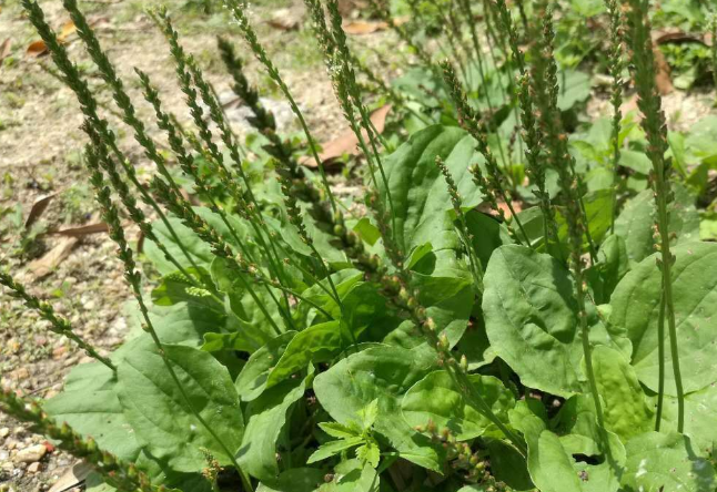 车前草是种不起眼的野菜