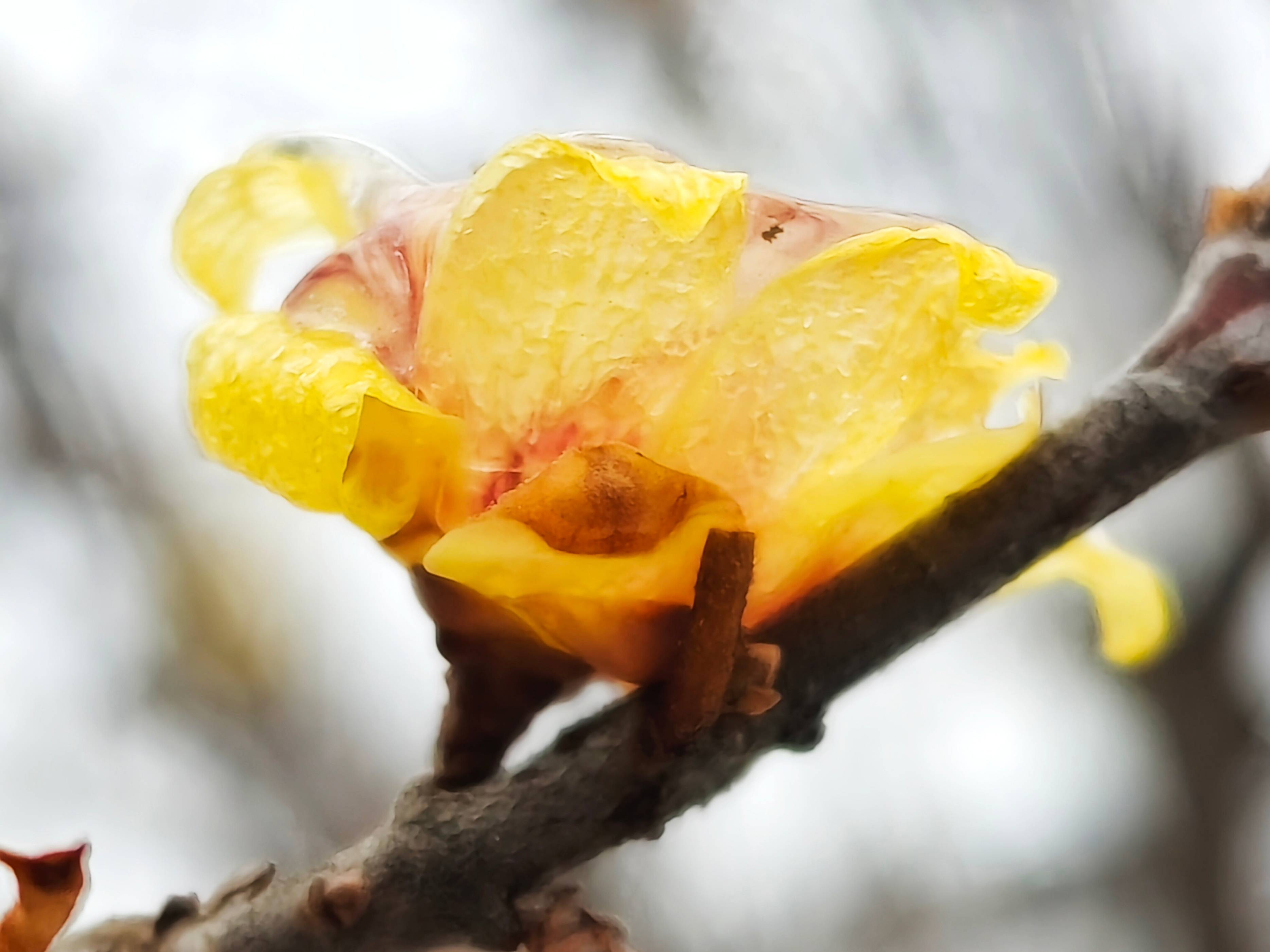 郯城:冻雨成冰 腊梅花晶莹剔透惹人迷_季节_雨雪_生命