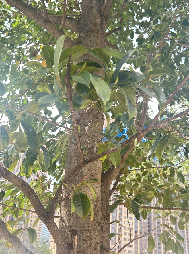 海伦国际·菲诺区含笑树上的"白毛虫",物业已在消杀_虫害_居民_处理