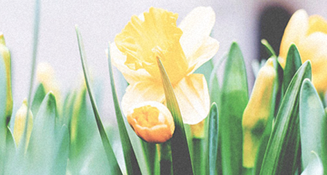 肿瘤患者春季调养指南 | 广安门医院南区肿瘤专家关