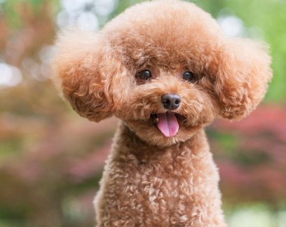 毛孩子也会伤心?如果你养了泰迪犬