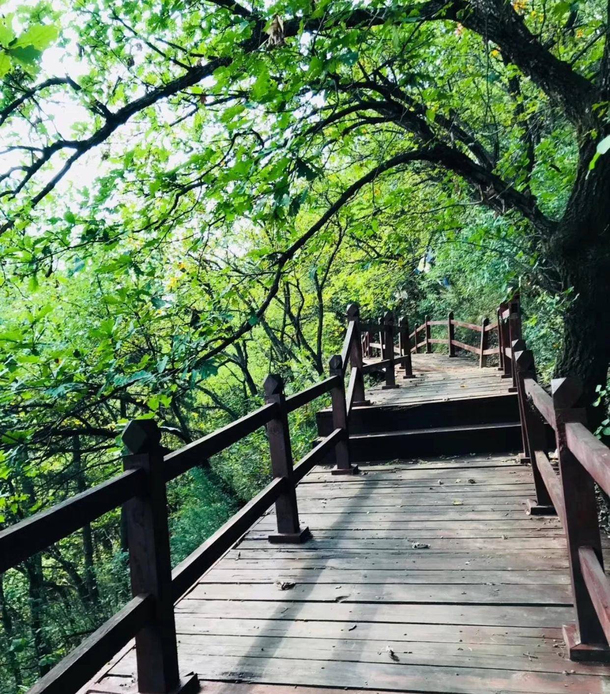 陕北最大原始森林公园,有3千米悬空栈道和悬崖秋千,风景壮美_黄陵_南