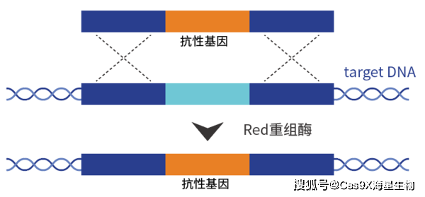 细菌基因编辑之—red重组系统_同源_蛋白_ssdna