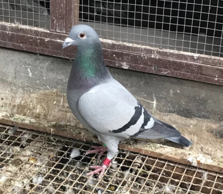 工薪鸽友设计鸽棚续!_位置_海翔_地网