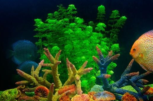 卵石_热带_轮廓