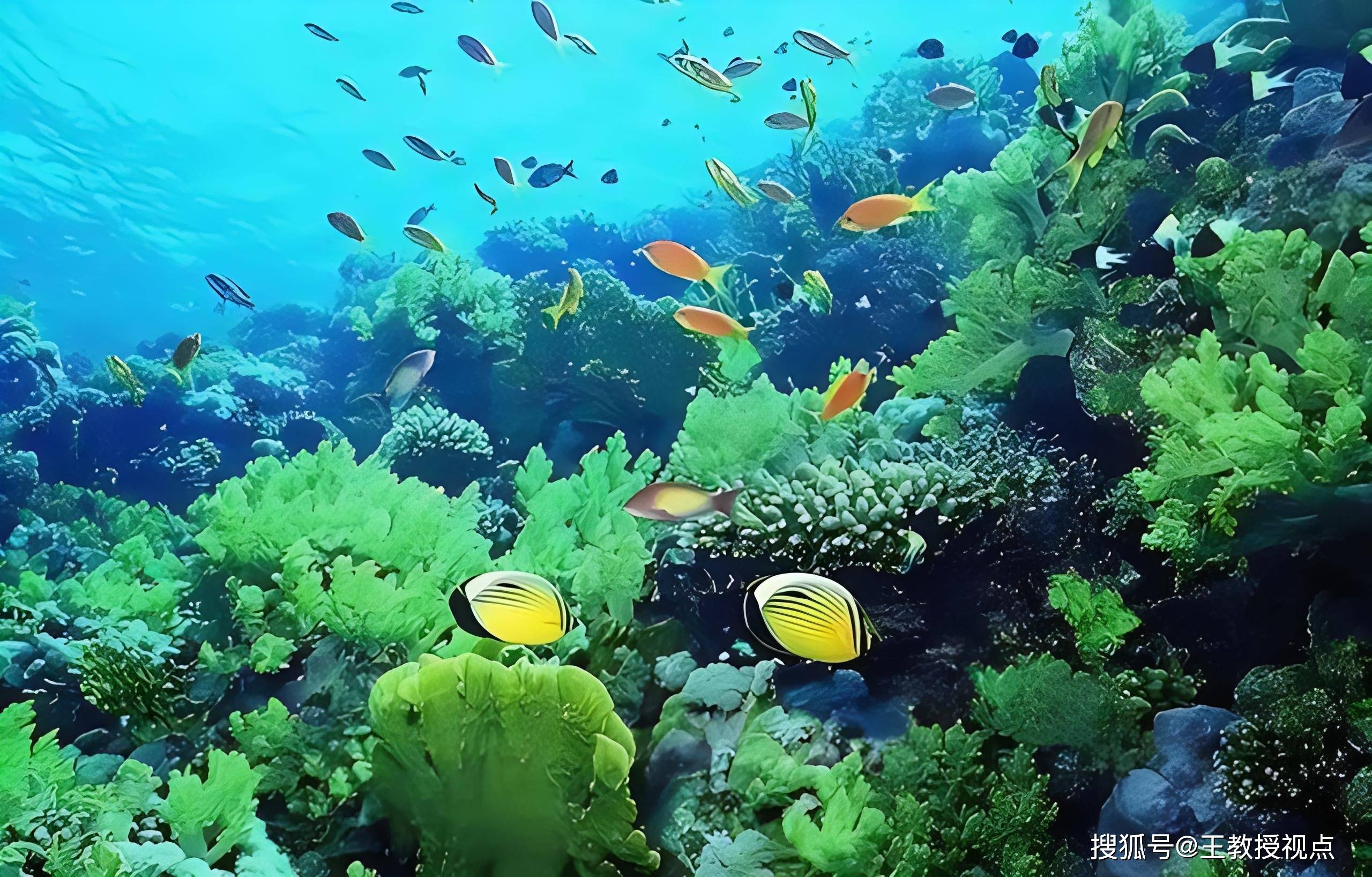 西沙群岛的风景和物产图片