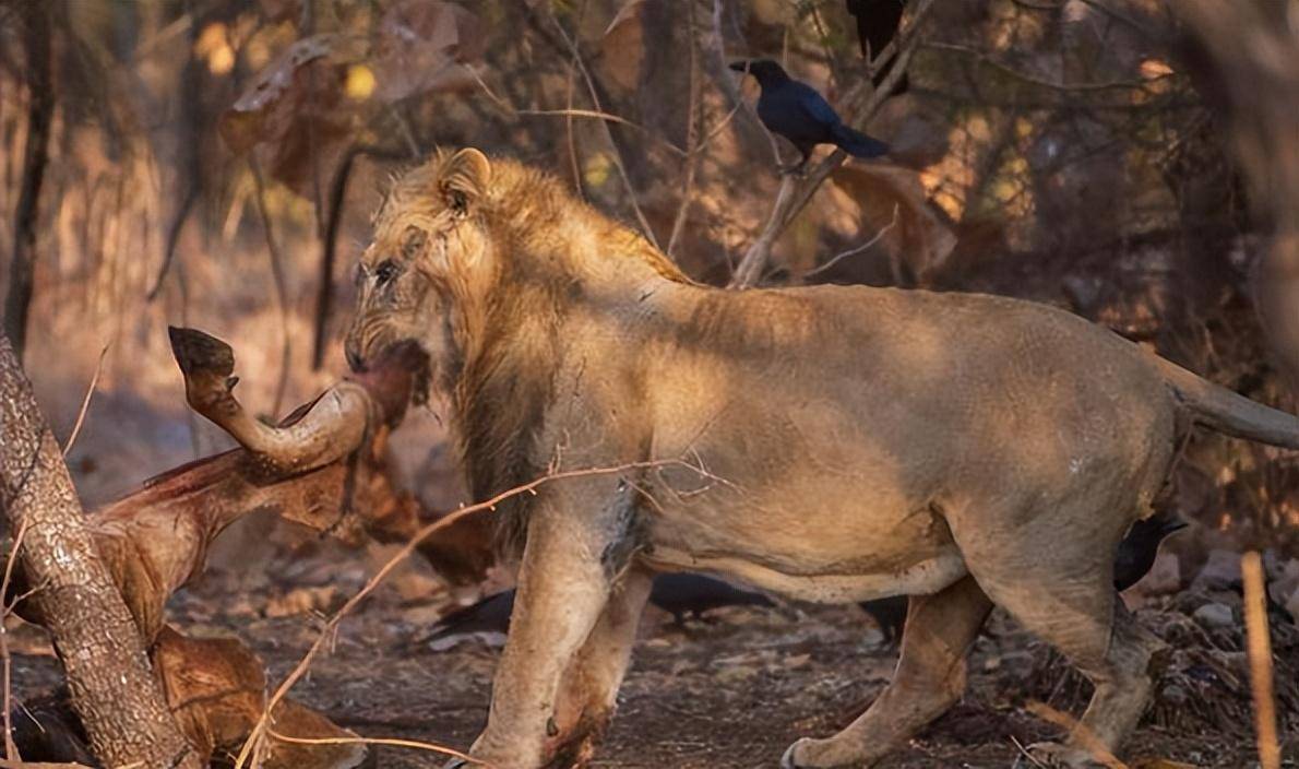 非洲生活着15万只鸵鸟,为何很少看到狮子吃鸵鸟?难道是打不过?