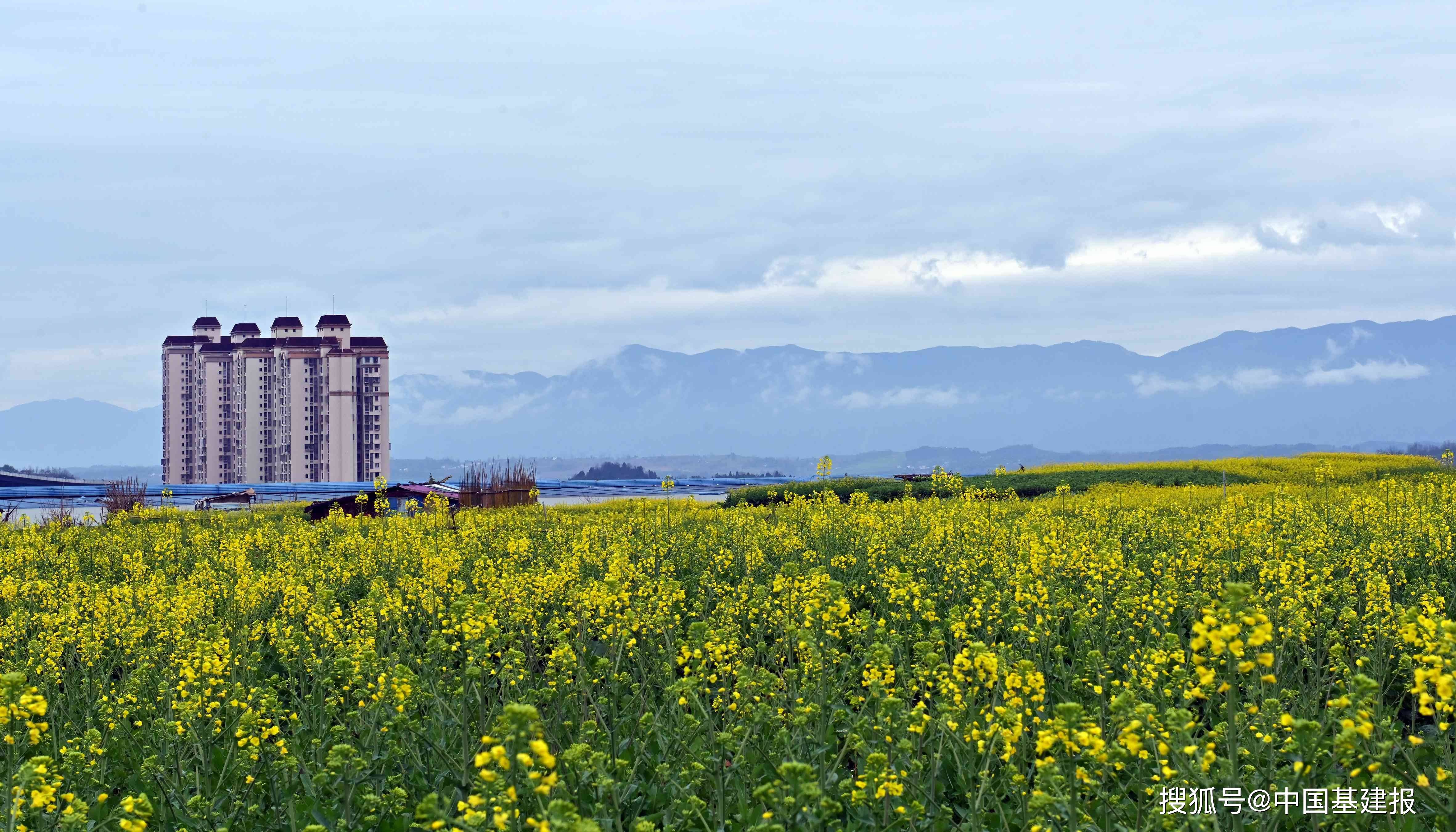 重庆油菜花基地图片