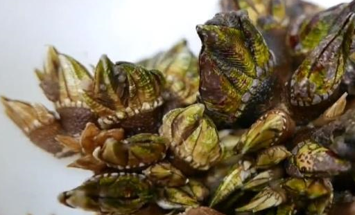 而这种海鲜他的名字就叫做鹅颈藤壶,很多人并不是很熟悉这种海鲜,甚至