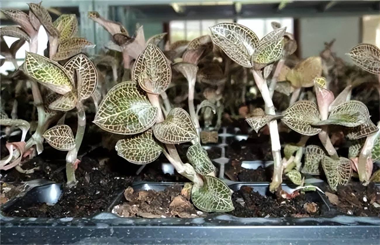 易大哥说它不错_金线莲_长势_种植户