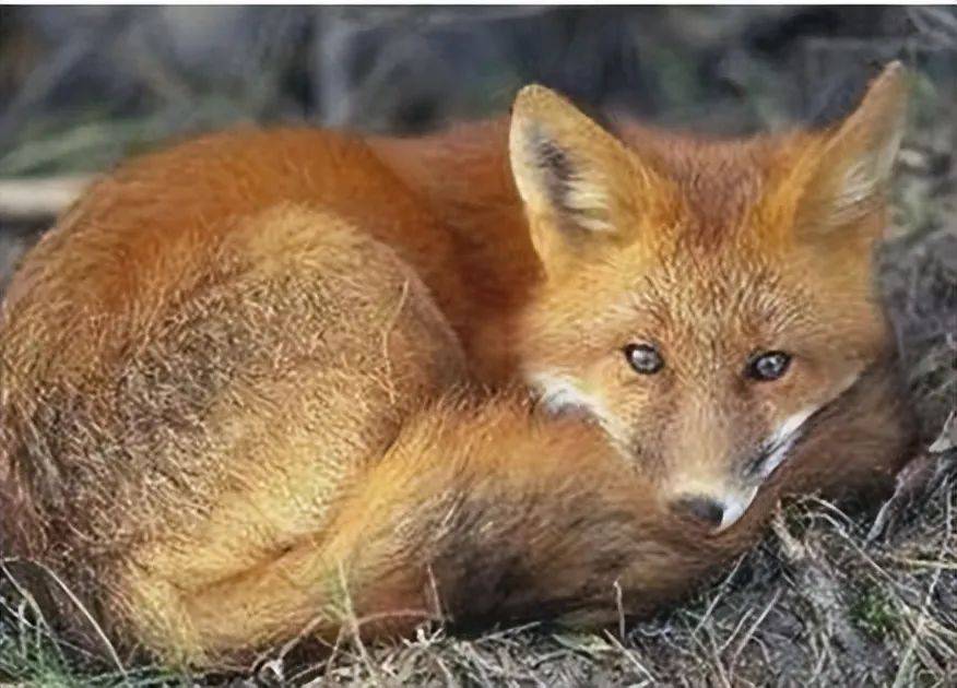 揭秘世界最大三种狐狸,你不敢相信的赤狐可怕程度!