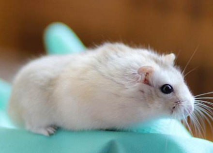 小小仓鼠的寿命到底有多长?如何饲养才能让它们伴人更久?