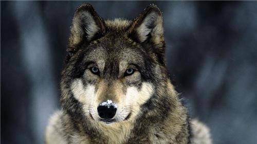 道理其实很简单_狼群_人类_卡玛拉