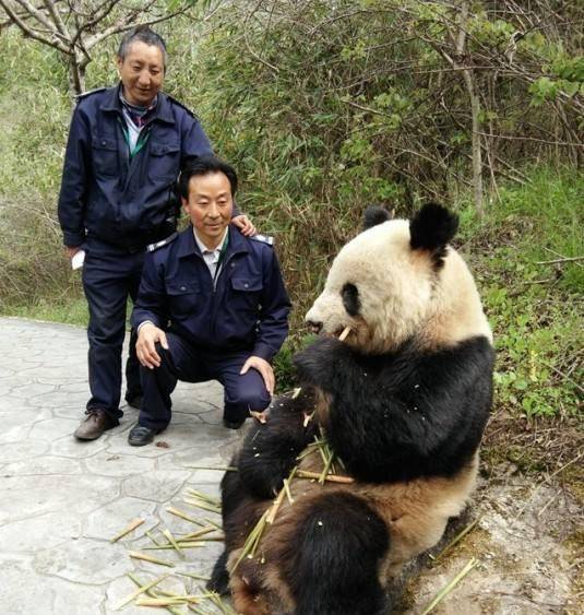 大熊猫咬死人图片