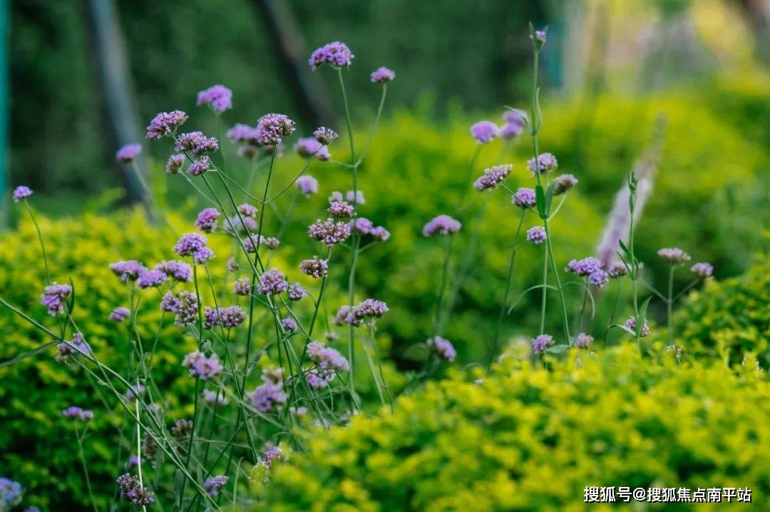 风车茉莉:使用欧洲进口的风车茉莉,于泳池周围打造花篱,盛花期横跨
