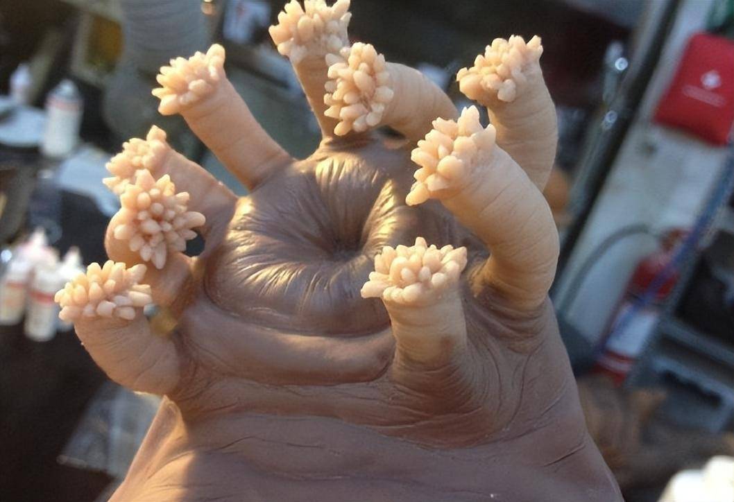 嘴巴长在屁股上的海猪,看着呆萌却无人敢惹,还给帝王蟹当保姆!