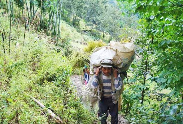 80岁老人墓穴生活实纪:在山上种地养蜂,生活悠然自得_陶少堂_村民