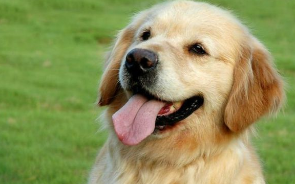 购买纯种金毛需要注意的4点,不要再被坑了!_狗狗_证明书_血统