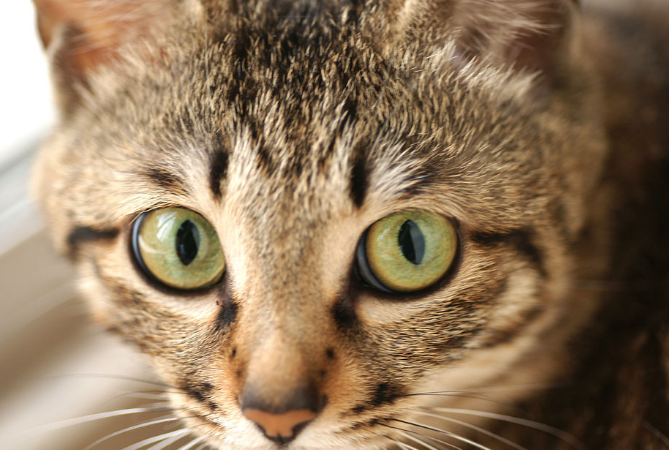 可爱的沙特尔猫,怎样正确的喂养,一起来看看吧_猫咪_进行_毛发