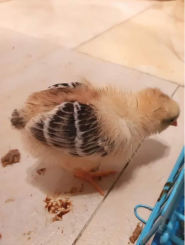 鸡仔拉稀用什么药?就这样治!