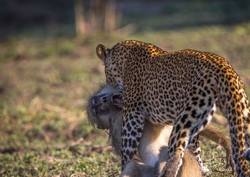 狒狒挂树上了_尸体_带着_优势