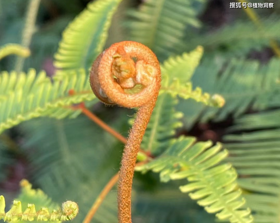 芒萁,又称狼萁,铁狼萁,有4大作用,价值极高,农民朋友要了解!