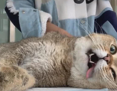 家里的猫咪生病了,结果带它去医院打针,这货的表情也是没谁了_网友