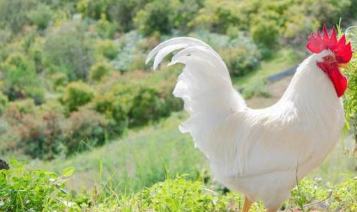 老农用葱喂鸡,这法值得一试_大葱_饲料_养殖户