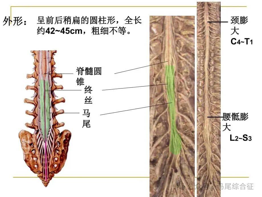 脊神经根分布图图片