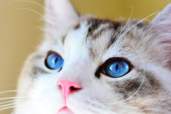 可爱的沙特尔猫,怎样正确的喂养,一起来看看吧_猫咪_进行_毛发