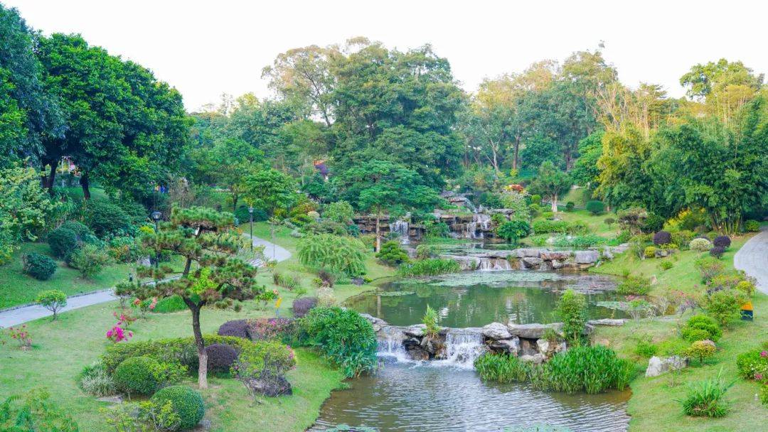 花园_树名_樱花