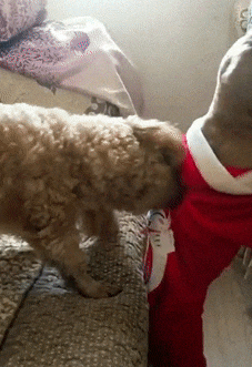 主人给剃光毛的泰迪穿了衣服,家里的狗子醋意大发:我也要穿!