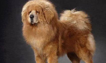 宠物狗中最败家的五种"名犬",一个比一个费钱,一般人养不起!