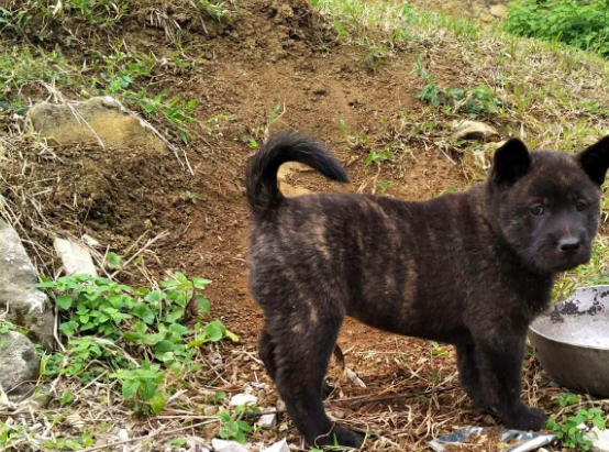 狗狗_保护_猎犬