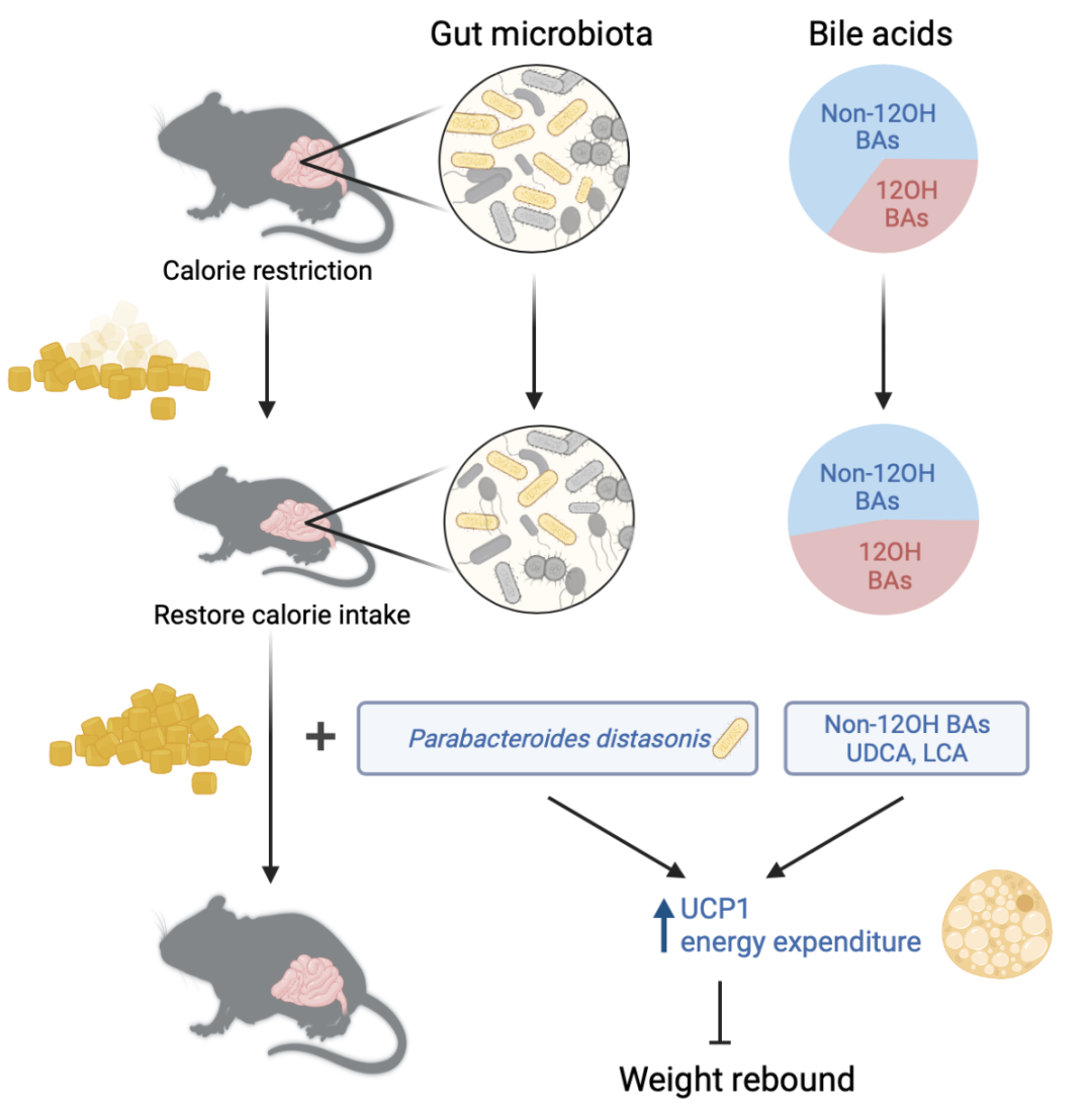 国自然热点|多组学引领肠道菌群-器官轴的研究_微生物_代谢_疾病