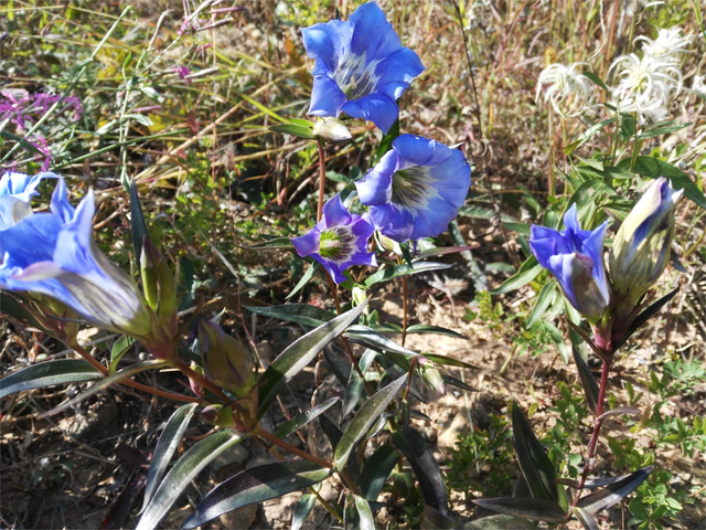 龙年洛宁觅龙胆_蓝色_我国_晴天