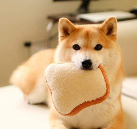 秋田和柴犬傻傻分不清?你的"表情包"表示很生气!_狗狗_体型_眼睛