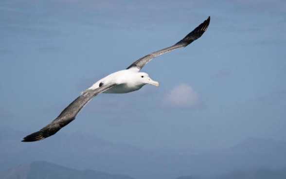 信天翁_飞行_自由