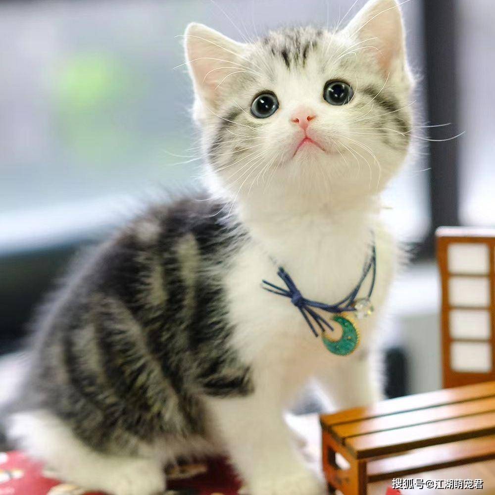 猫咪_主人_环境